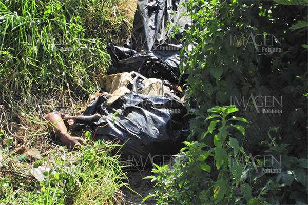 Perros arrancan brazo a cadáver embolsado