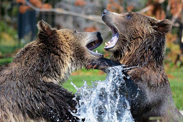 Lucharán a dos de tres caídas: graban pelea de dos osos en plena carretera