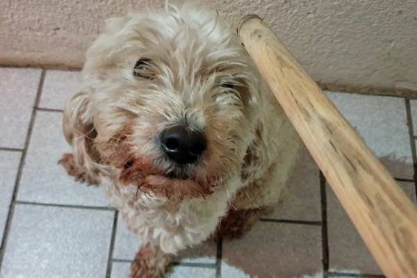 Así puedes denunciar un caso de maltrato animal