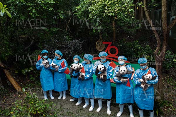 Siete pandas recién nacidos hacen su primera aparición pública