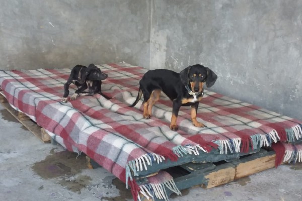 Vigilará Consejo de Protección Animal entrega de perros rescatados en Bosques