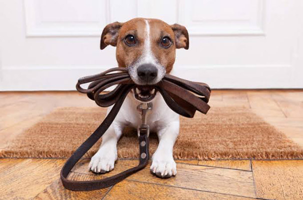 Australia castigará a quien no pasee a su mascota al menos una vez al día