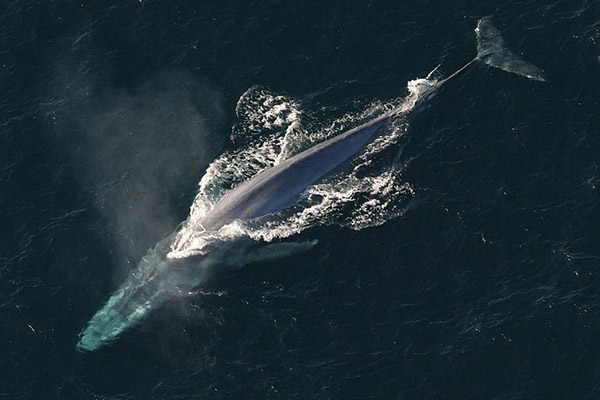 Heces de ballena en tu piel: la usan todos los días, ¡y pagan mucho por ella!