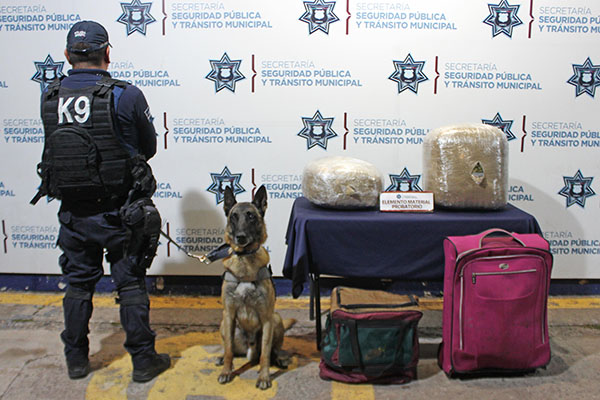 Asegura Grupo K9 16 kilos de marihuana en la CAPU