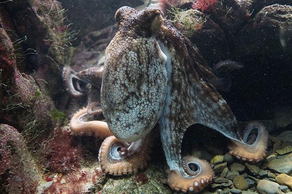 Imágenes únicas: un pulpo da un espectáculo mientras duerme