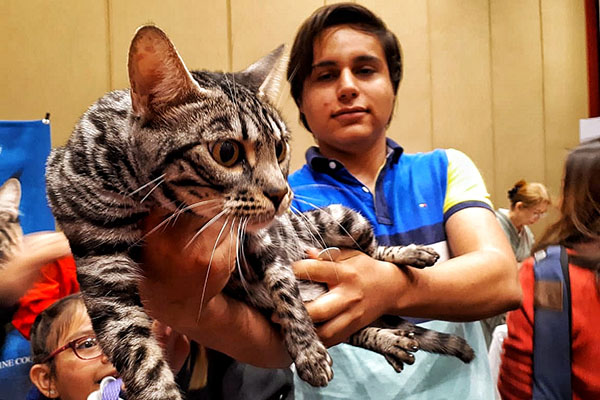 Maine Coon y Bengali, extravagantes razas de felinos domésticos