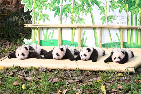Cuatro cachorros de panda son presentados al público