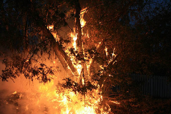 Un cable eléctrico convierte un árbol en un adorno navideño explosivo