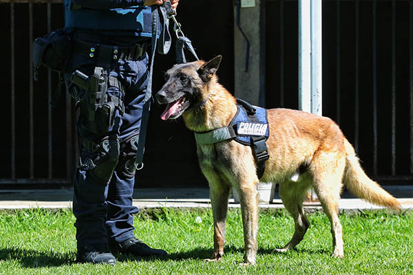 La Unidad Canina de SSPTM, cuerpo policiaco de elite con 5 especialidades