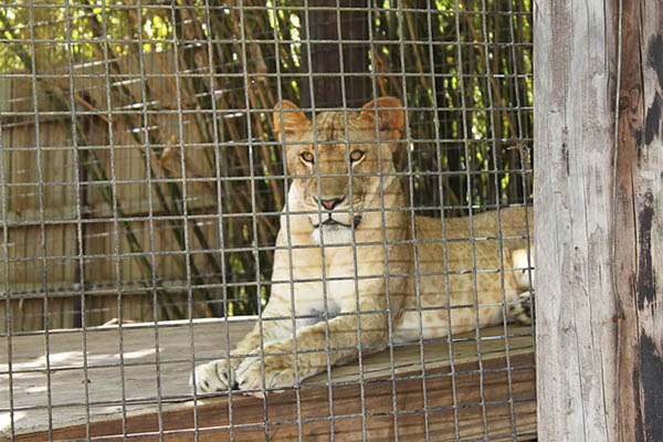 Un zoo al revés: ahora los humanos están en la jaula y los leones en libertad