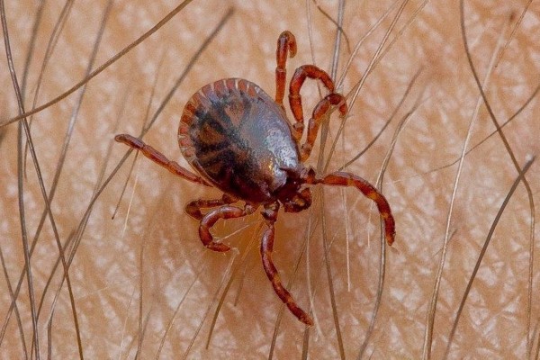 ¡Cuidado con las garrapatas!, pueden ser mortales