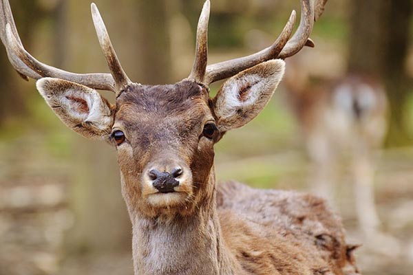 Ciervo causa pánico en peluquería en Nueva York