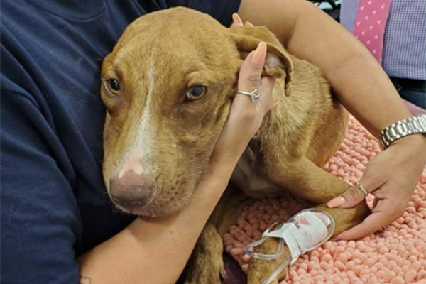 Perrito sobrevive bajo los escombros de un edificio a un mes de “Dorian”
