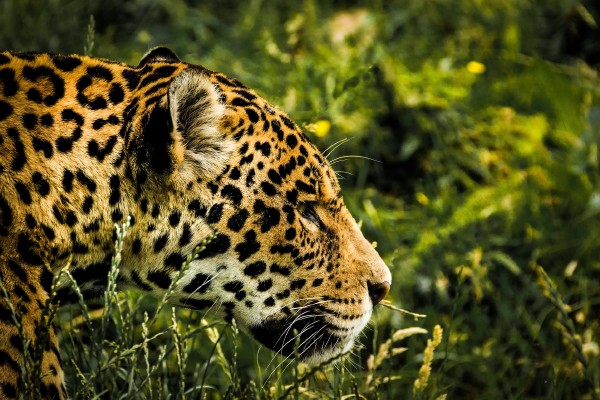 Gobiernos de América Latina presentan plan para conservación del jaguar