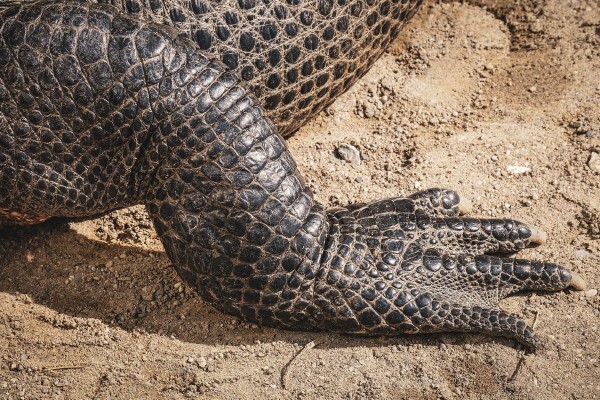 ¿Reptilianos? Embriones humanos desarrollan músculos de lagarto