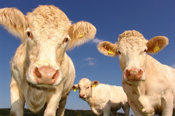 Vacas o autos, ¿qué contamina más?