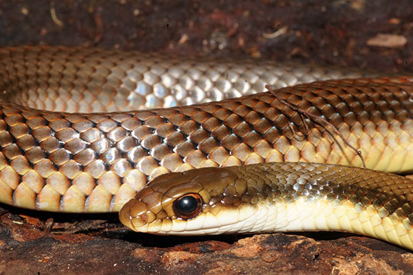Descubren serpiente del género Salvadora, endémica de Oaxaca