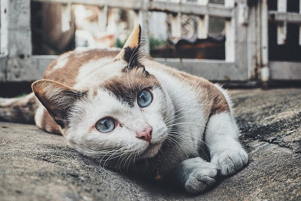 Gato sospechoso de tráfico de droga escapa antes de que comience el juicio
