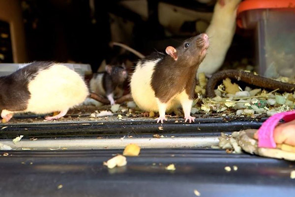 ¡Vivía con 300 ratas en su camioneta!