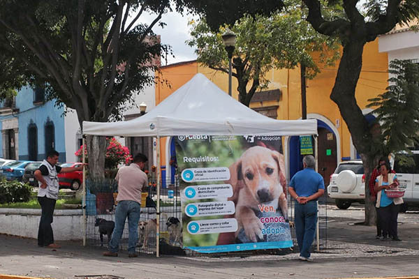 Cuidar un perrito abandonado o maltratado implica gastos para animalistas