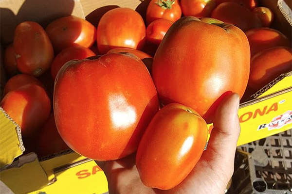Kurdos en Siria arrojan patatas y tomates contra militares de EU