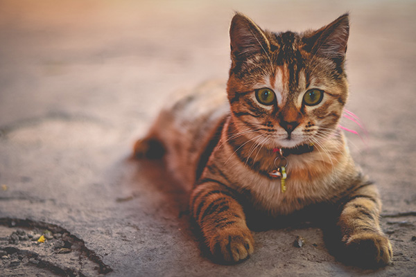 Detenida en Rusia una gata “narcotraficante” con el collar lleno de droga