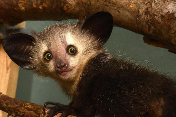 El primate con la mano más extraña de la naturaleza asombra a científicos