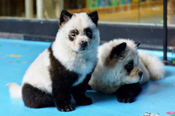 Cafetería causa revuelo tras pintar a perros para “convertirlos” en pandas