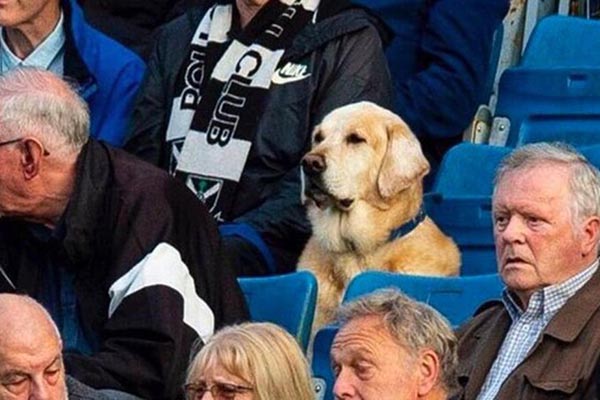 Yardley, el aficionado más peludo del futbol