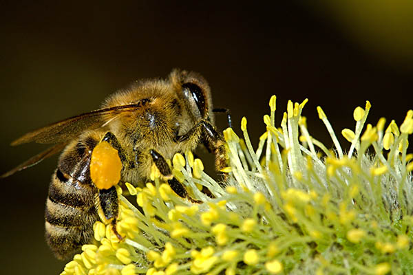 Las abejas son los animales más importantes del mundo