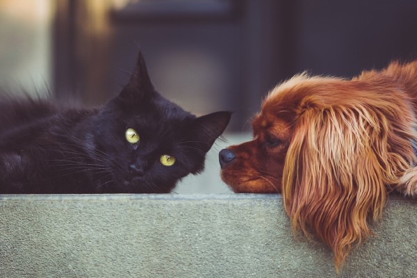 Cinco minutos de perritos y gatitos, cura contra el estrés