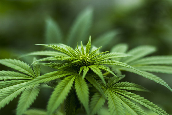Valoran efectos positivos de productos a base de cannabis