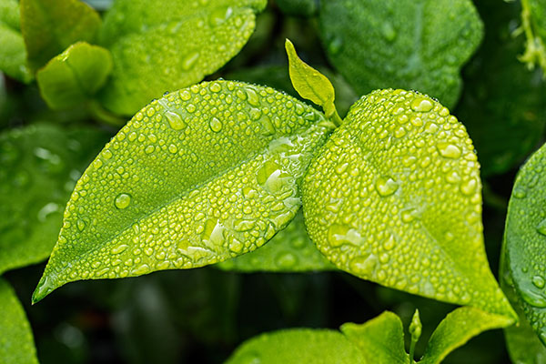 Insólito: a las plantas les entra el pánico cuando llueve