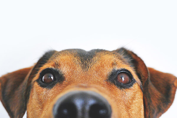 Este perro te dejará atónito por cómo reacciona a los ruegos de su dueña