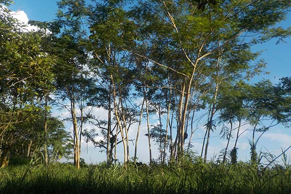 Deforestación amazónica brasileña aumenta 80% en septiembre