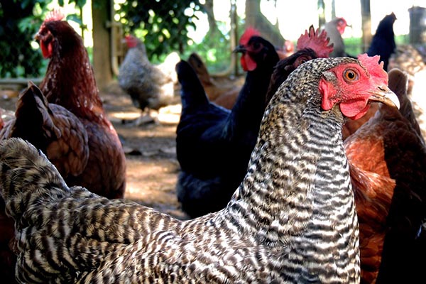 Compró 1,000 gallinas por error y no sabe qué hacer con ellas