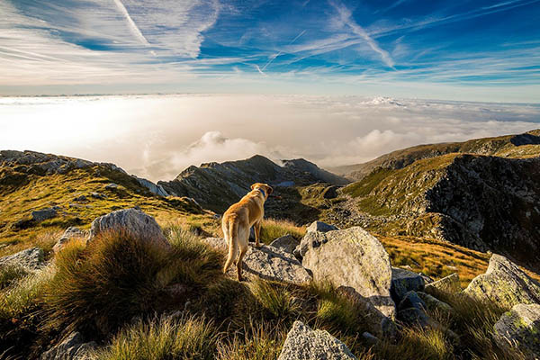 Perros ayudan en la conservación de especies en peligro de extinción