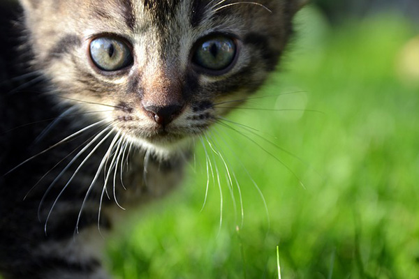 Una gata le salva la vida a un bebé en Colombia