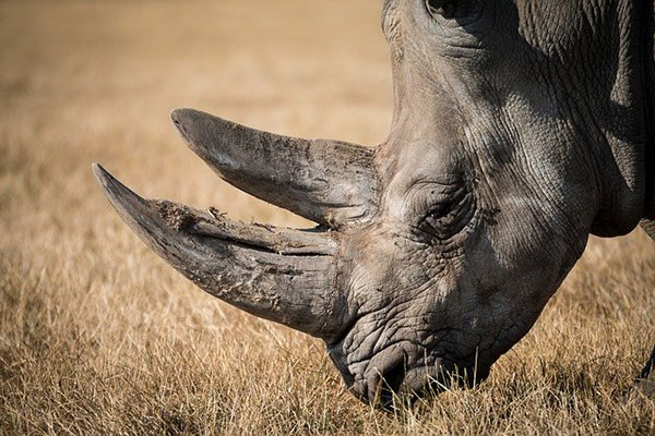Científicos crean cuernos falsos de rinoceronte para proteger al animal en extinción