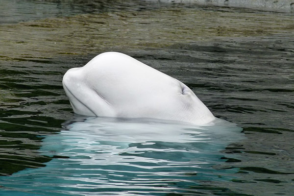 Termina la odisea de las belugas cautivas en Rusia