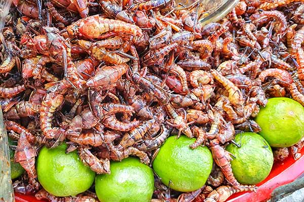 ¿Insectos comestibles en peligro de extinción?