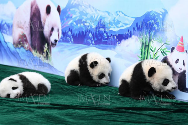 Tres cachorros de panda gigante reciben sus nombres en China