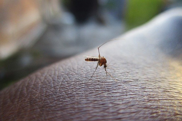 Conoce por qué los mosquitos pican más a unas personas que a otras
