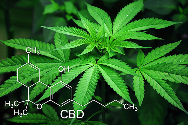 Universidades brasileñas esconden plantaciones de marihuana, acusa ministro