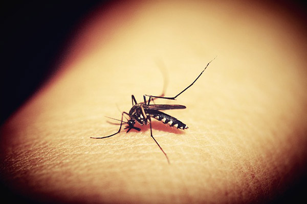 ¡Adiós mosquitos! Crean prendas repelentes de insectos
