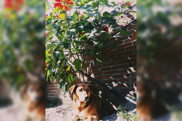 ¿Lo sabías? Flores de nochebuena podrían envenenar a tu perro