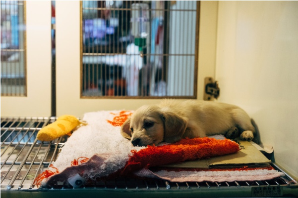 Estos son los 10 errores principales que cometen los dueños de perros