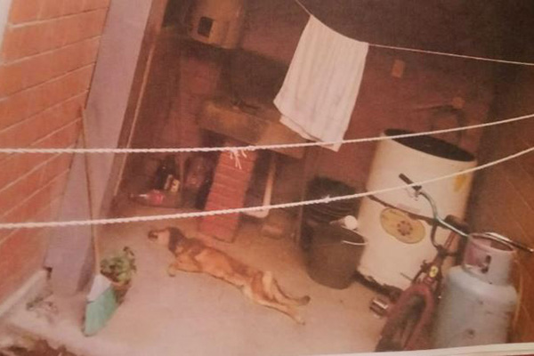 Por primera vez en Puebla, dictan prisión preventiva a una mujer por maltrato animal
