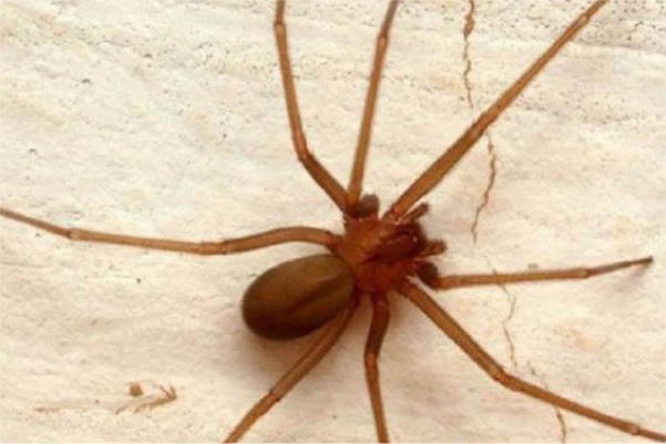Descubren nueva araña violinista, exclusiva de México