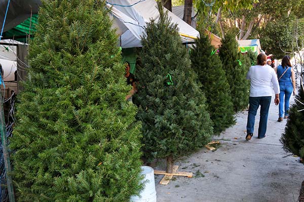¿Sabías que los árboles navideños más vendidos son el “Vikingo” y el “Pinabete”?